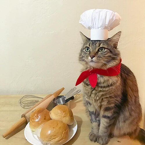 Cat Chef Hat3
